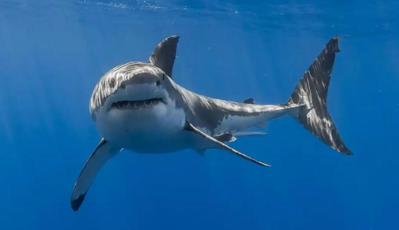 四叶城化妆品专卖店轮播图2